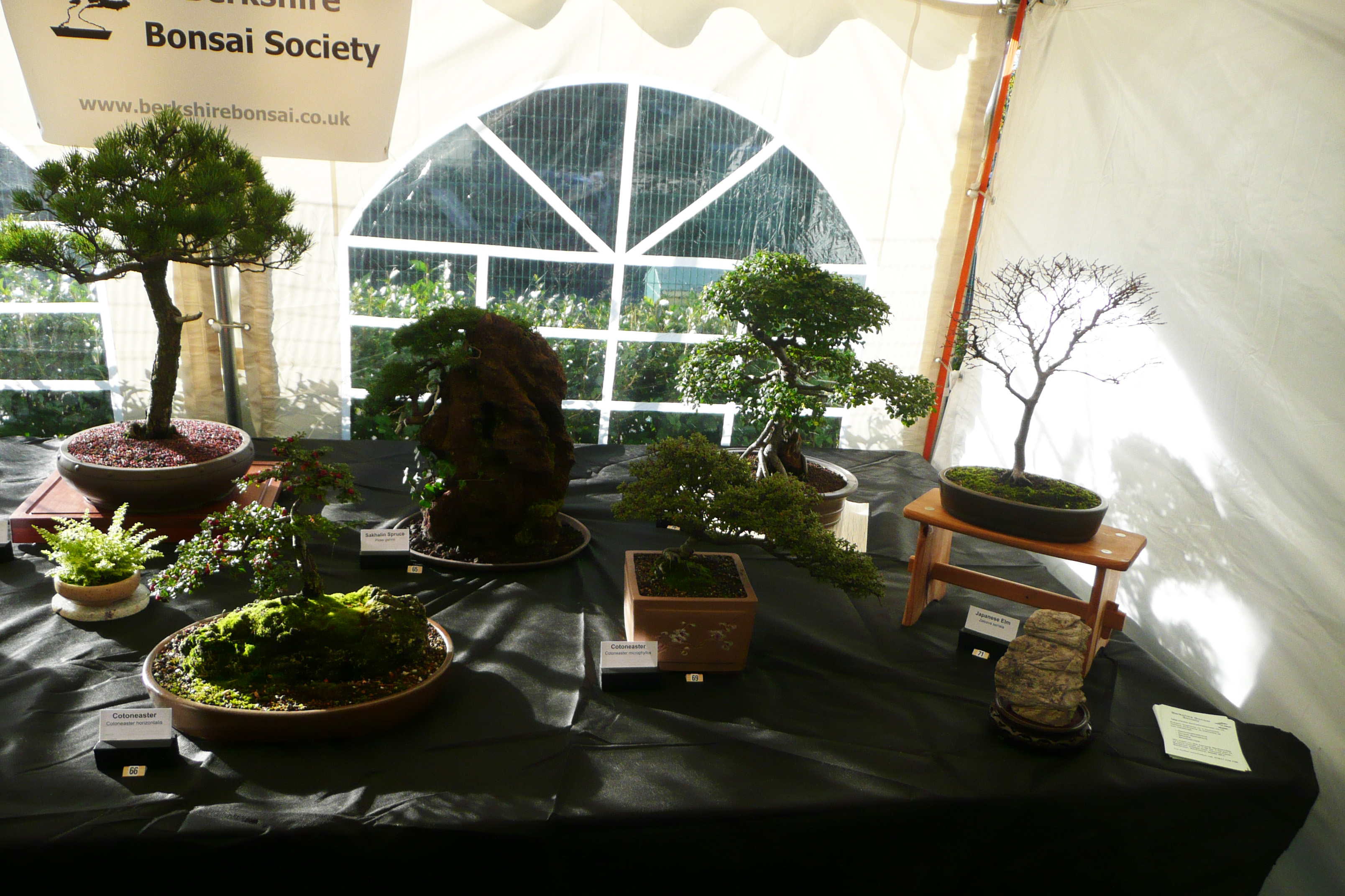 Berkshire Bonsai Society - Gallery