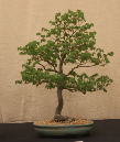 CIMG_5820