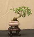 CIMG_5825