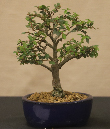 CIMG_5829