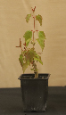 CIMG_5837